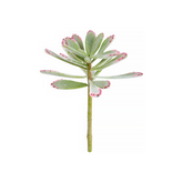 Stelo di Pianta Grassa ECHEVERIA